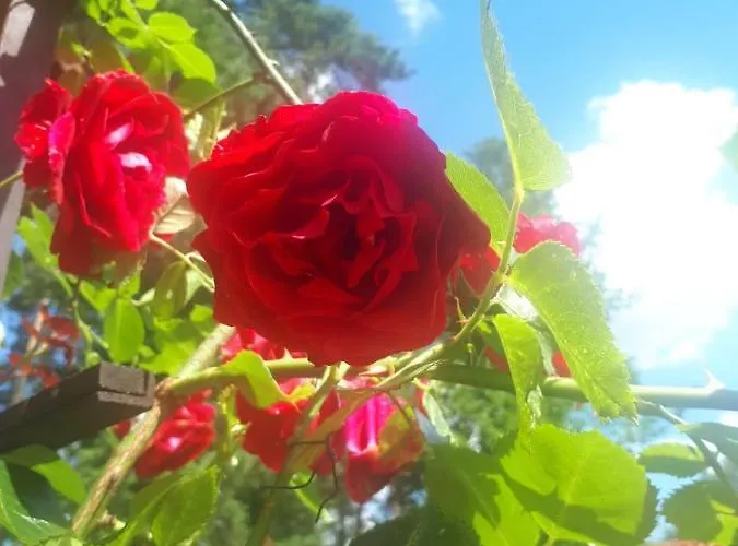 Relaxx Holiday home Woryty